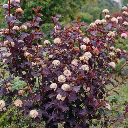 Physocarpus Diabolo 40-50 cm