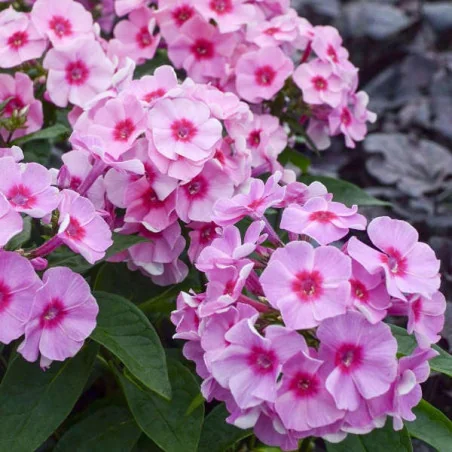 Phlox Paniculata Famous pink - Flox