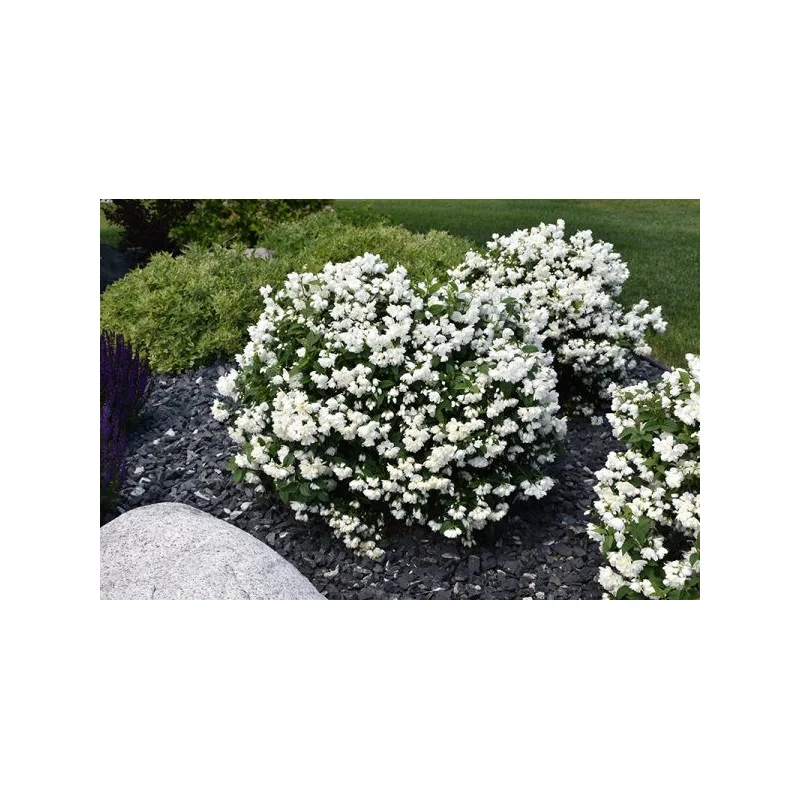 Philadelphus Snowbelle – Iasomie de Grădină cu Flori Duble, Intens Parfumate 🌿✨