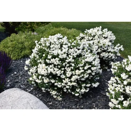Philadelphus Snowbelle – Iasomie de Grădină cu Flori Duble, Intens Parfumate 🌿✨