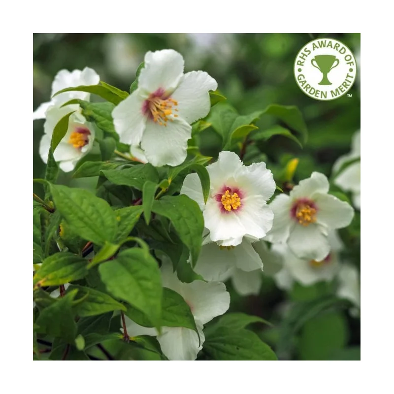 Philadelphus Belle Étoile – Iasomie de Grădină cu Flori Parfumate și Mijloc Violet 🌿✨