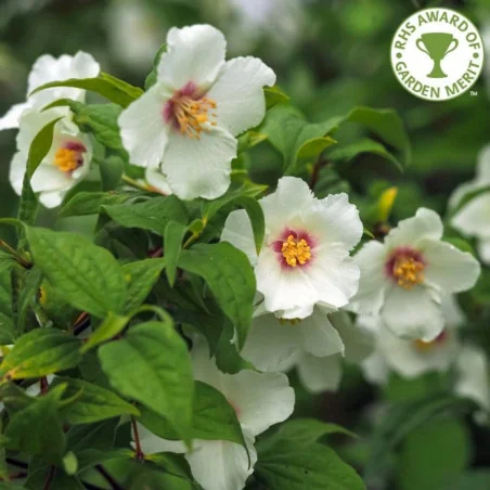 Philadelphus Belle Étoile – Iasomie de Grădină cu Flori Parfumate și Mijloc Violet 🌿✨