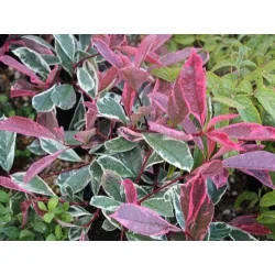 Photinia Tm pink Marble pom 130 cm
