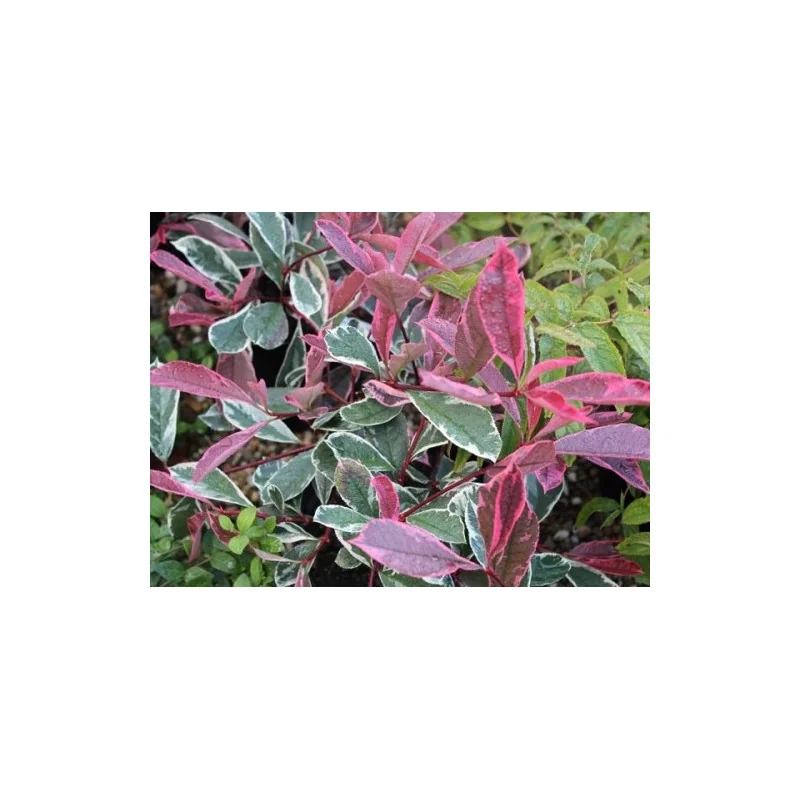 Photinia Tm pink Marble pom 130 cm
