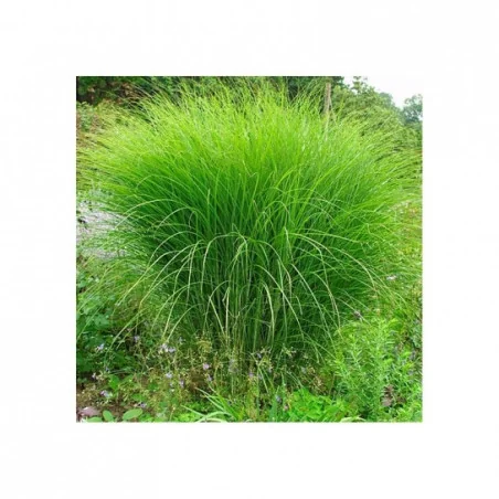Miscanthus sinensis- Stuf chinezesc