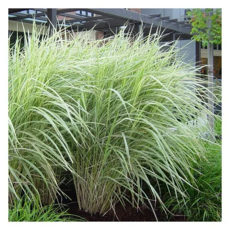 Miscanthus Variegatus - Stuf chinezesc