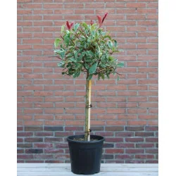Photinia Tm pink Marble pom 130 cm