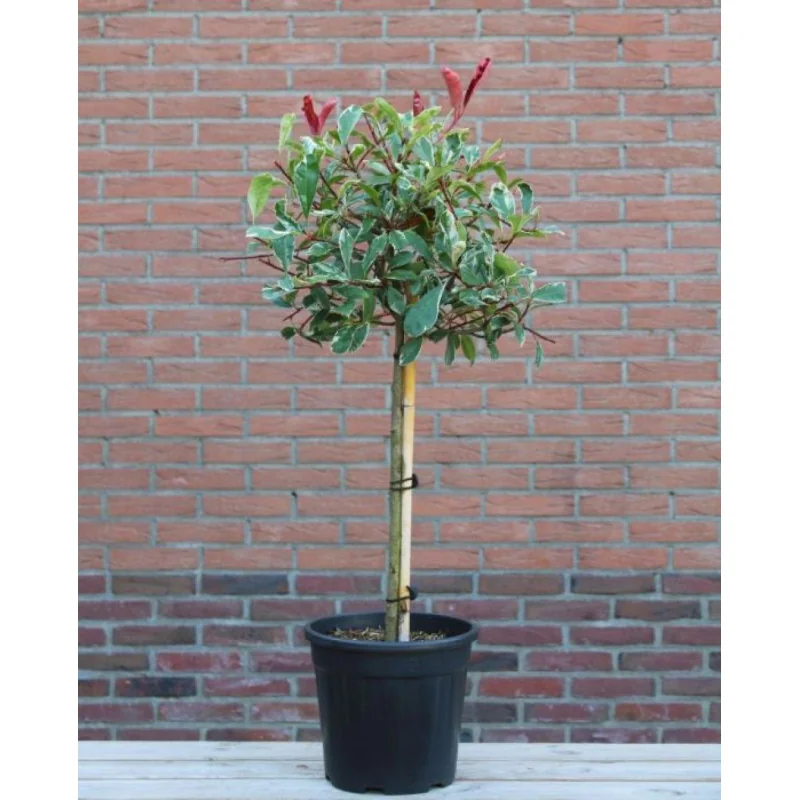 Photinia Tm pink Marble pom 130 cm