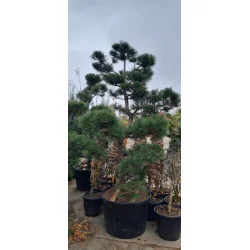 Pinus Nigra Bonsai 300 cm
