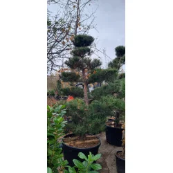 Pinus Nigra Bonsai 300 cm