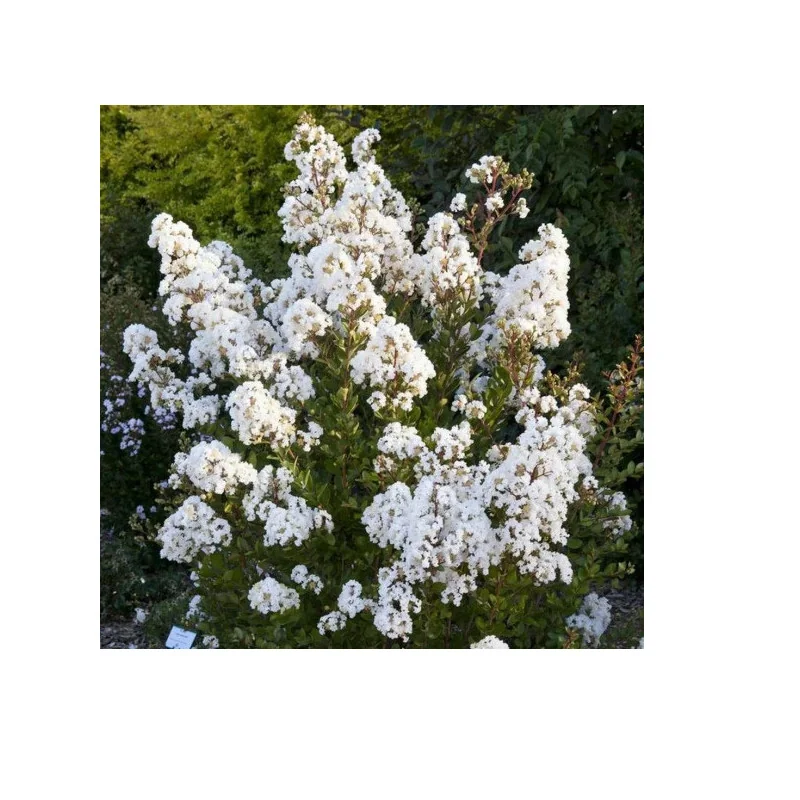 Lagerstroemia indica 180cm ALB– Liliac Indian pentru Grădini și Peisagistică de Lux