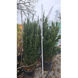 Taxus Media Hillii - Conifer Elegant pentru Garduri Vii, Rezistent și Versatil - Tisa Japoneza