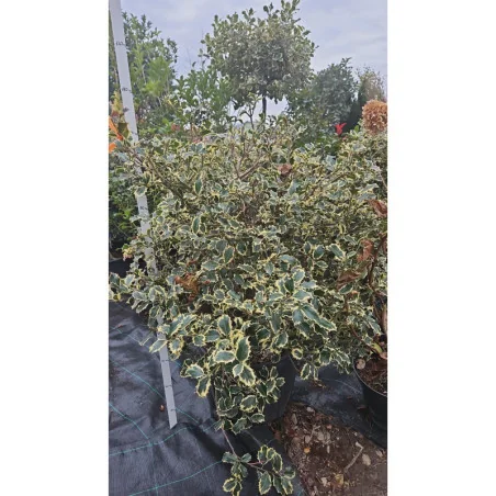 Ilex Aquifolium Argentea Marginata Mediu - Laur Japonez bicolor