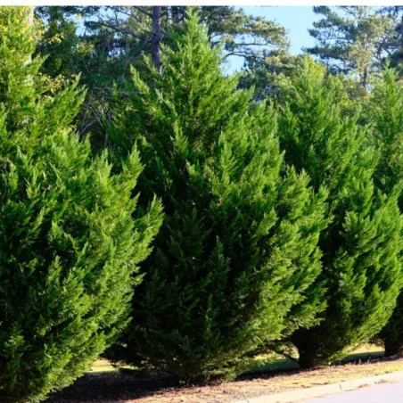 Leylandii Gold Rider 160/170