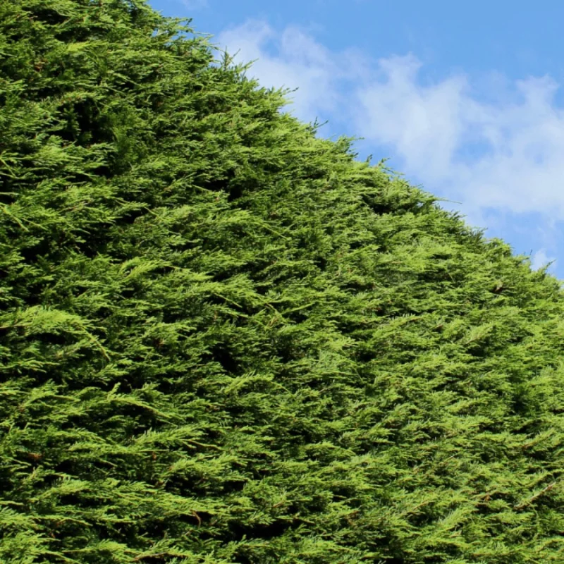 Leylandii Gold Rider 160/170