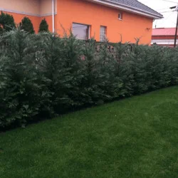 Leylandii Gold Rider 160/170
