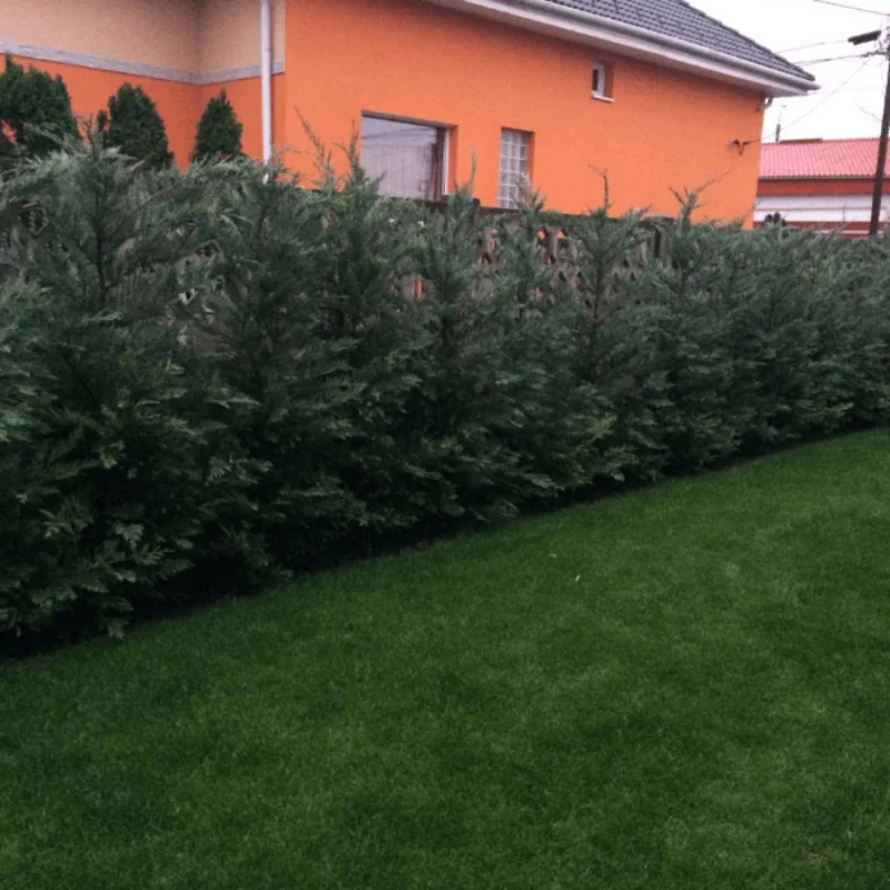 Leylandii Gold Rider 160/170