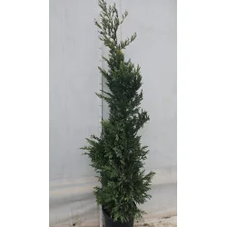 Leylandii Gold Rider 160/170