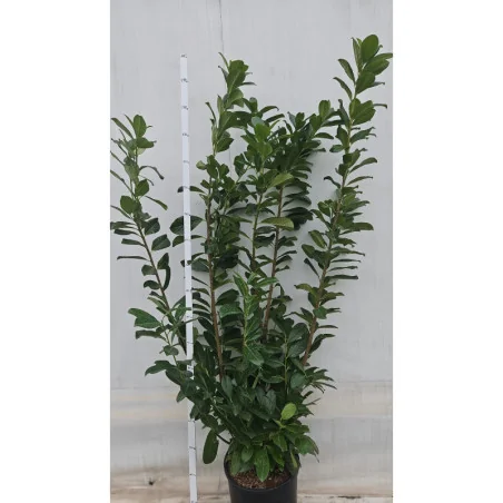 Prunus laurocerasus Novita - Laur englezesc mare 200cm