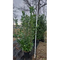 Prunus laurocerasus Novita - Laur englezesc mare 200cm