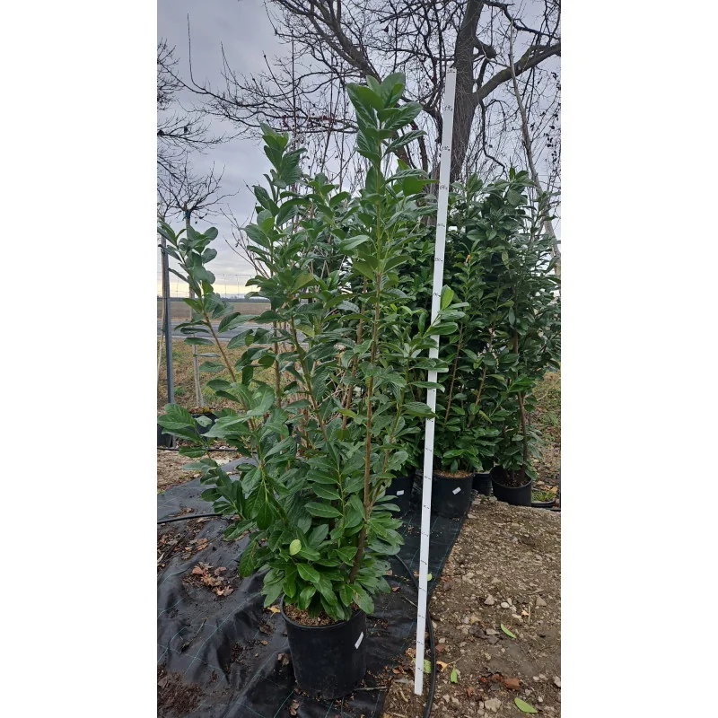 Prunus laurocerasus Novita - Laur englezesc mare 200cm