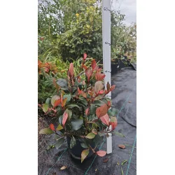 Photinia x fraseri ‘Nana’ – arbust decorativ globular, frunze roșii și verzi lucioase