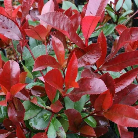 Photinia Red Robin C3