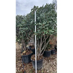 Photinia serratifolia Crunchy – Arbust Ornamental 200-250 cm, Multistem, cu Frunziș Colorat și Dens 🌿✨