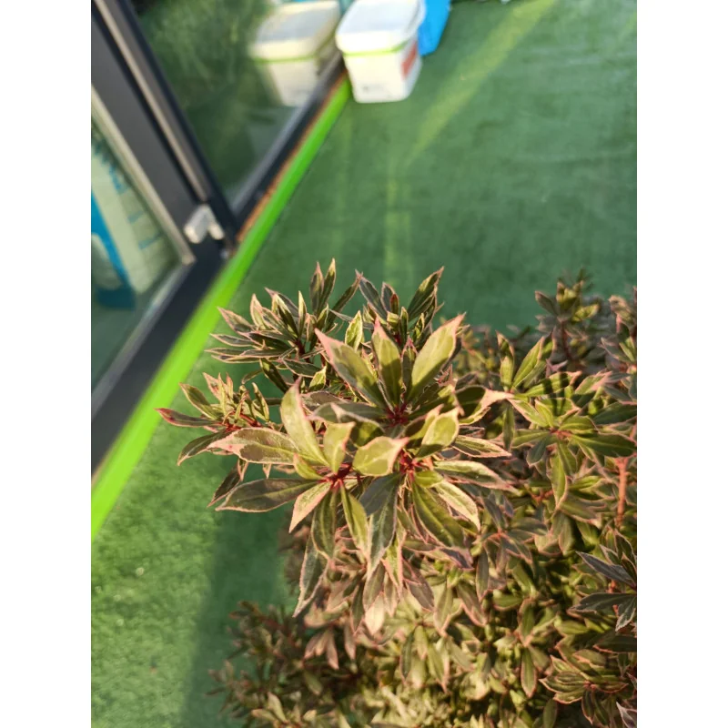 Pieris Japonica Mare - Tufis de Lacramioara