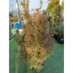 Pieris Japonica Mare - Tufis de Lacramioara
