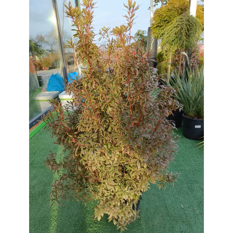Pieris Japonica Mare - Tufis de Lacramioara