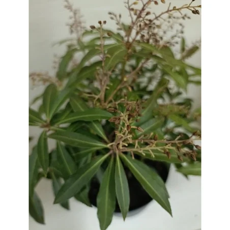 Pieris Japonica Mic - Tufis de Lacramioara