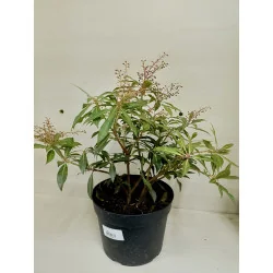 Pieris Japonica Mic - Tufis de Lacramioara