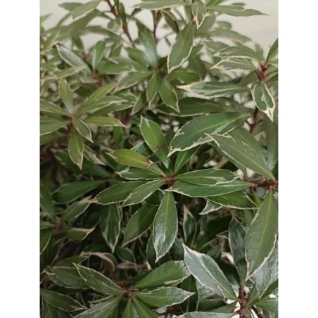 Pieris Japonica Flaming Silver - Tufis de Lacramioara