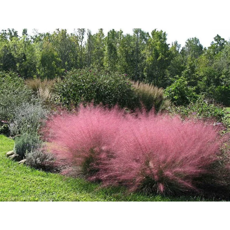 Muhlenbergia Capillaris Undaunted- Iarba decorativa Capillaris