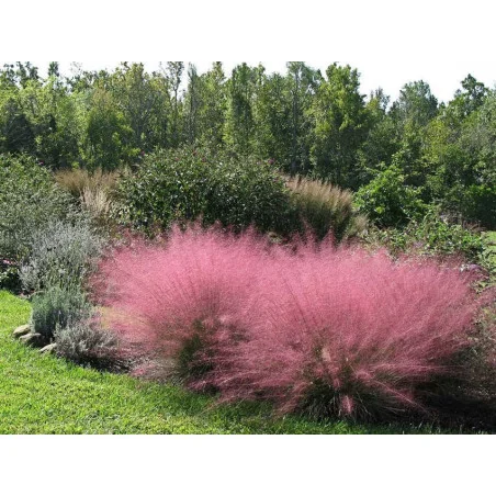 Muhlenbergia Capillaris Undaunted- Iarba decorativa Capillaris