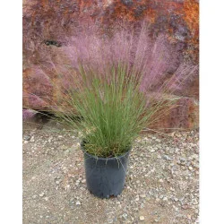 Muhlenbergia Capillaris Undaunted- Iarba decorativa Capillaris