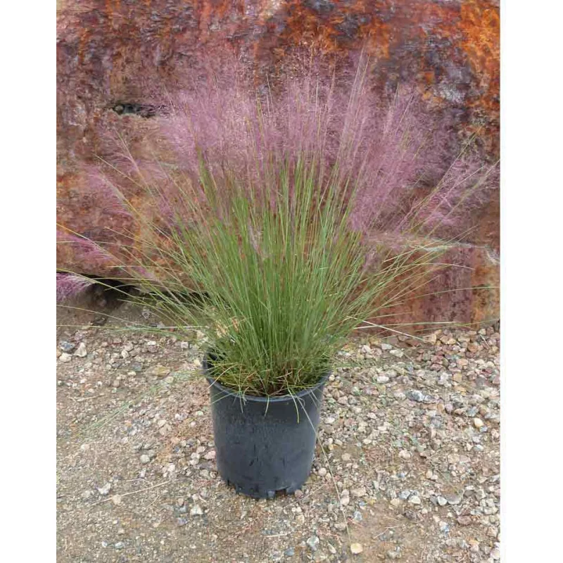 Muhlenbergia Capillaris Undaunted- Iarba decorativa Capillaris