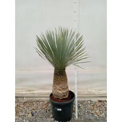 Yucca rostrata 110 cm V1– plantă exotică spectaculoasă, rezistentă și decorativă