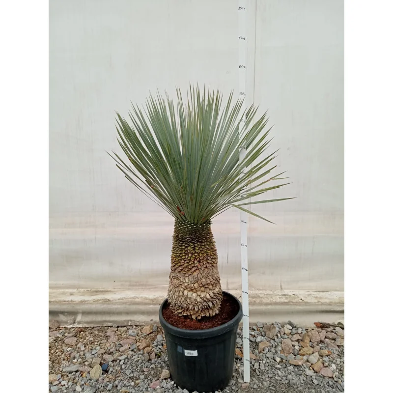 Yucca rostrata 110 cm V1– plantă exotică spectaculoasă, rezistentă și decorativă