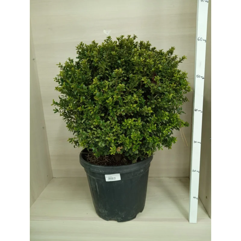 Ilex cerata Glob Mediu – Arbust Evergreen cu Formă Compactă și Frunziș Verde Strălucitor 🌿✨