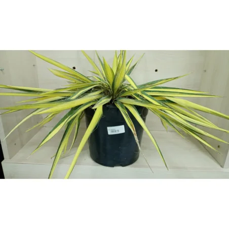 Yucca Color Guard – Accent exotic și colorat pentru grădina ta 4 LT