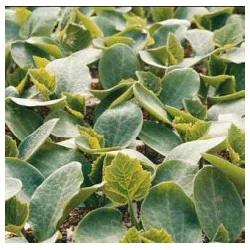 Seminte pepene verde Carnivor F1