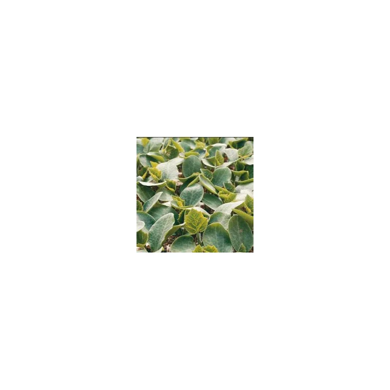 Seminte pepene verde Carnivor F1
