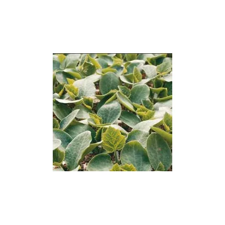 Seminte pepene verde Carnivor F1