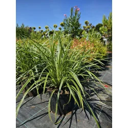 Carex Morrowii Ice Dance - Rogozul Japoneza — Iarbă ornamentală decorativă