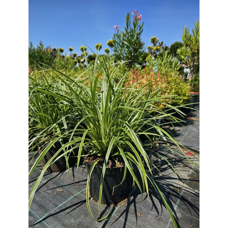 Carex Morrowii Ice Dance - Rogozul Japoneza — Iarbă ornamentală decorativă
