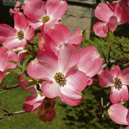 Cornus Florida Mare