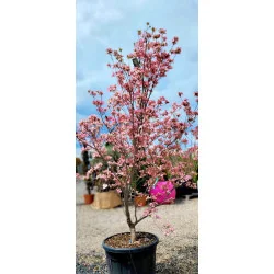 Cornus Florida Mare