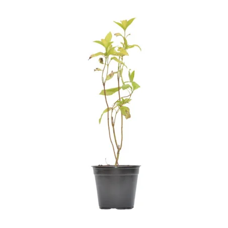 Cornus Alba Aurea